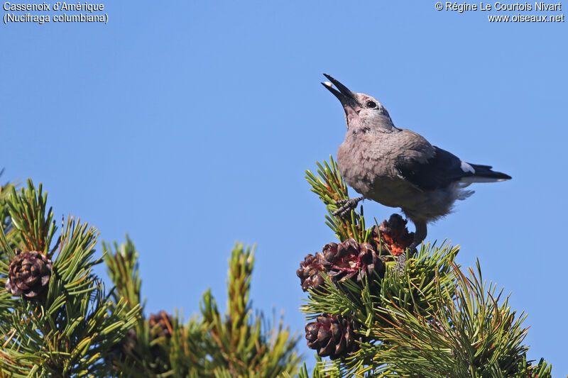 Clark's Nutcracker