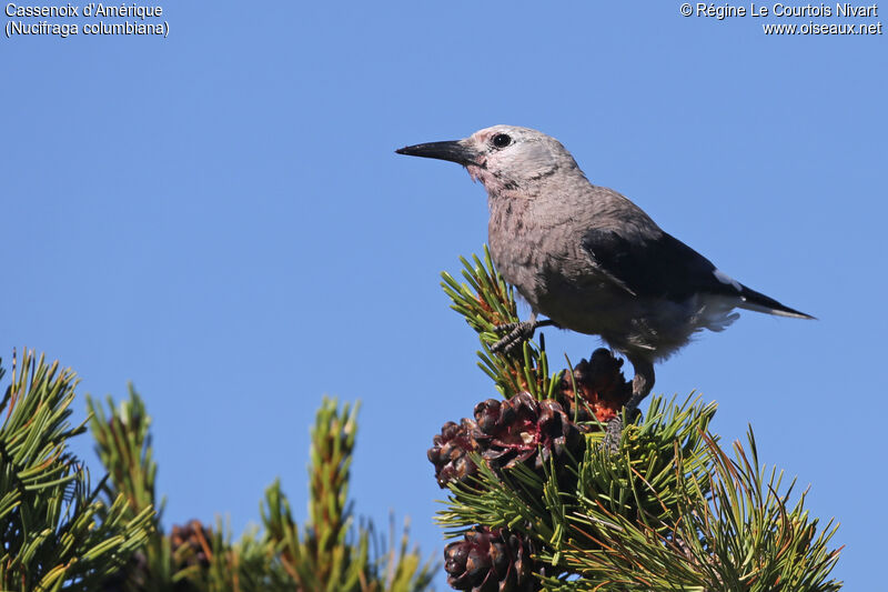 Clark's Nutcracker