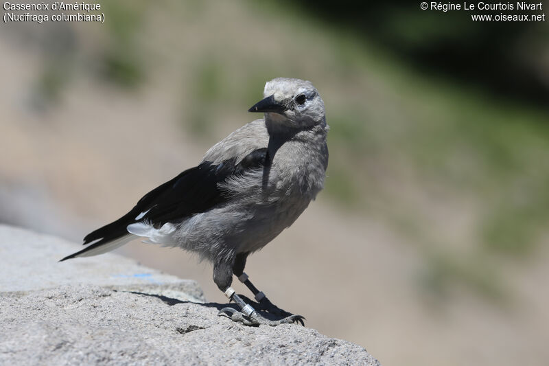 Clark's Nutcracker