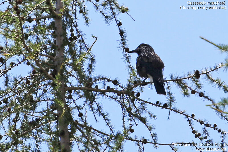 Northern Nutcracker