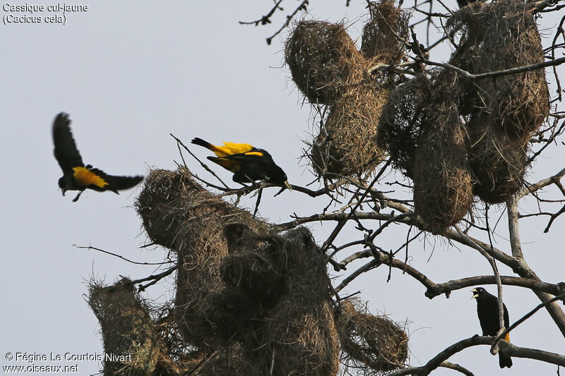 Yellow-rumped Cacique, Reproduction-nesting, colonial reprod.