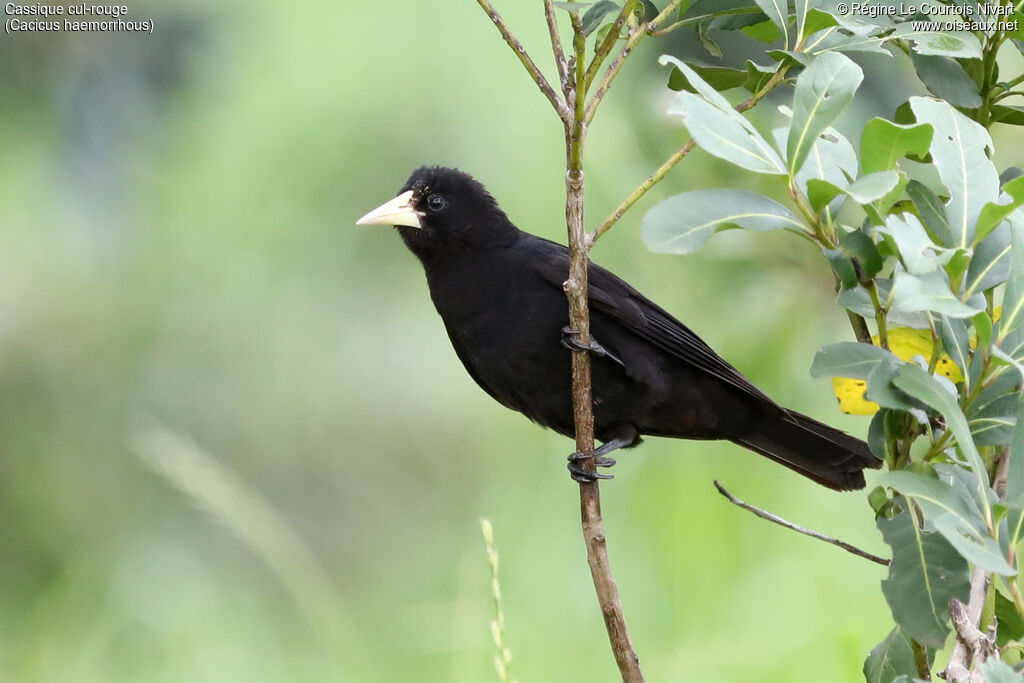 Red-rumped Cacique