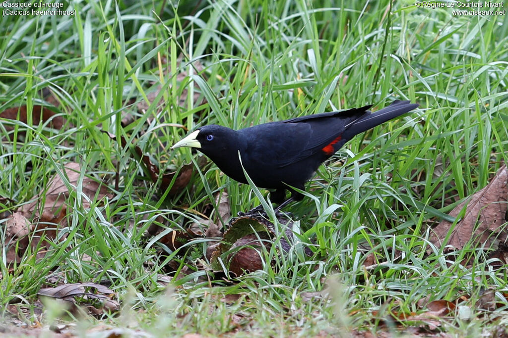 Red-rumped Cacique