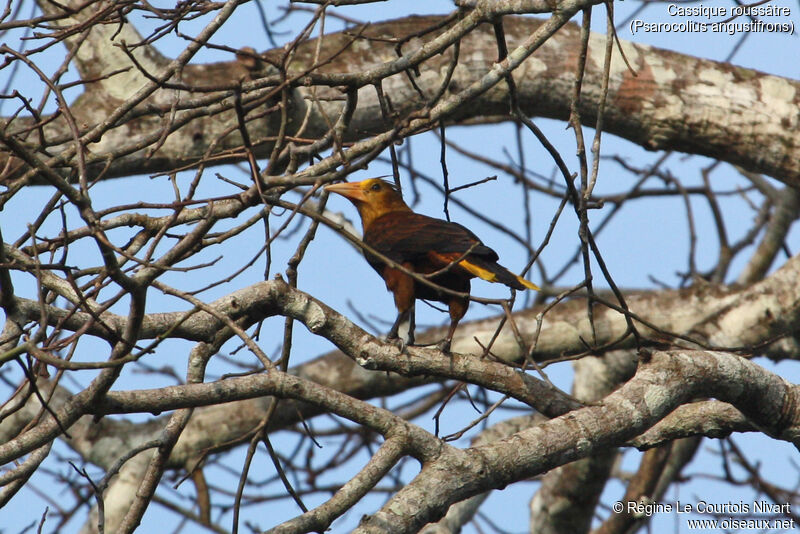 Russet-backed Oropendola