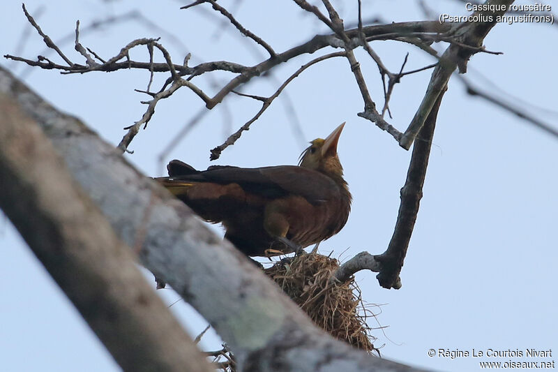 Russet-backed Oropendola