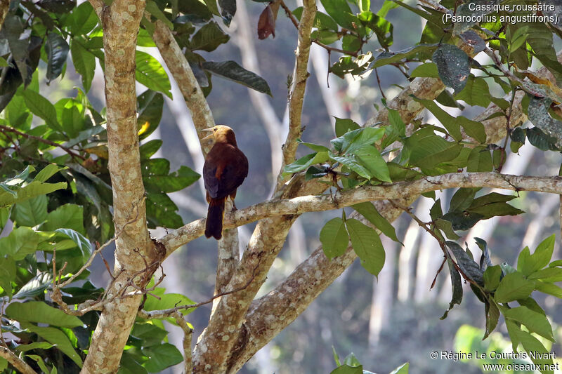 Russet-backed Oropendola