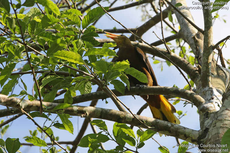 Russet-backed Oropendola