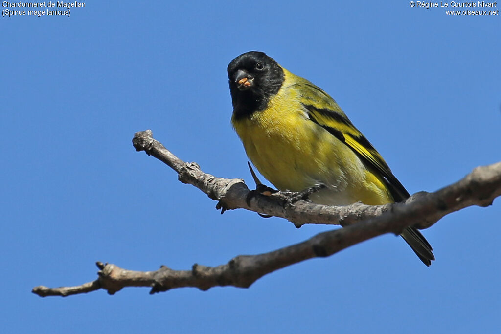 Chardonneret de Magellan