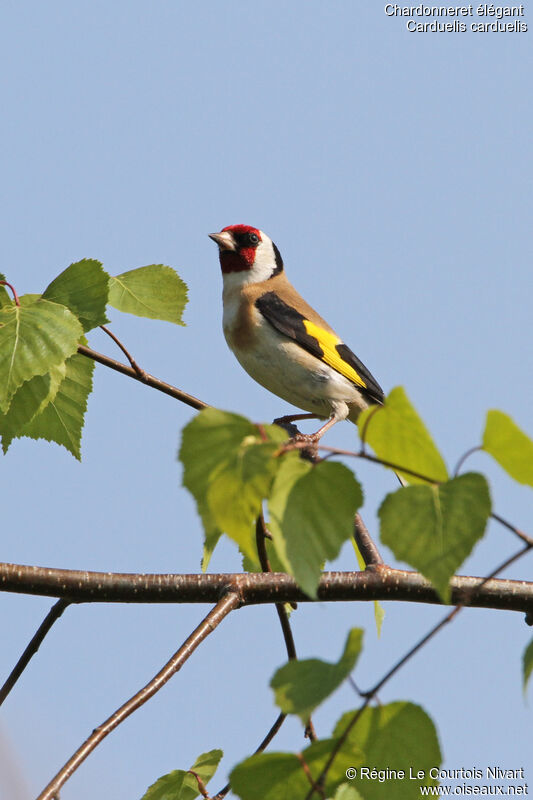 Chardonneret élégant