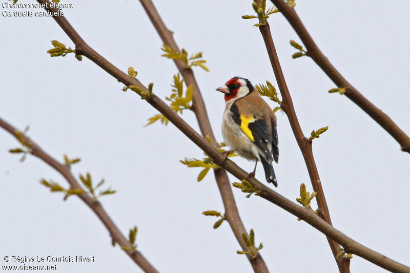 Chardonneret élégantadulte