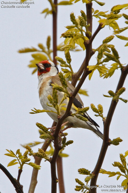 European Goldfinchadult