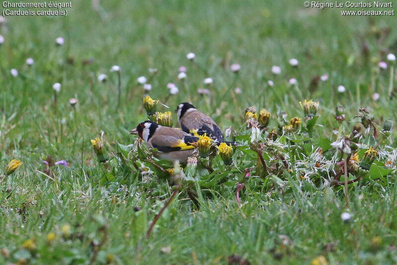 European Goldfinchadult, feeding habits