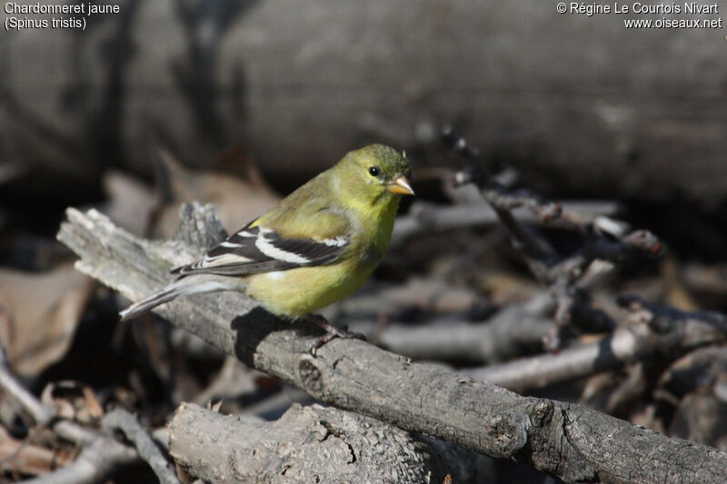 Chardonneret jaune femelle