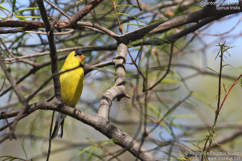 Chardonneret jaune mâle adulte