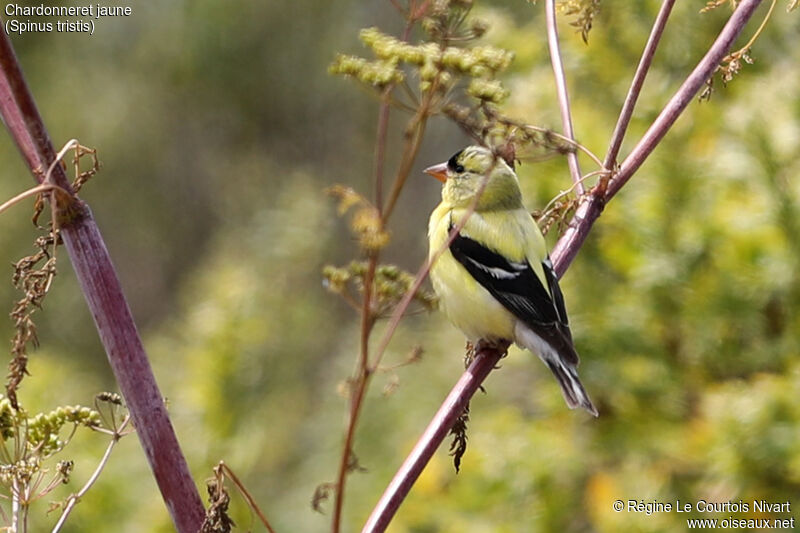 Chardonneret jaune mâle