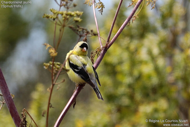 Chardonneret jaune