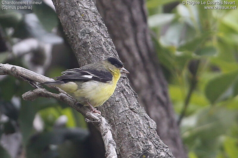 Lesser Goldfinch