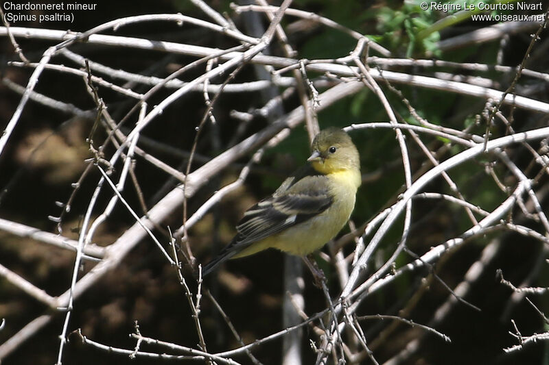 Chardonneret mineur