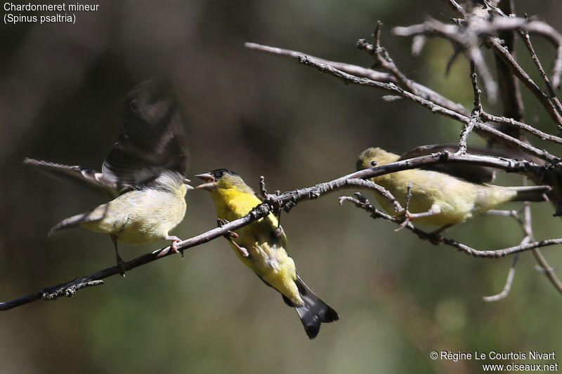 Lesser Goldfinch