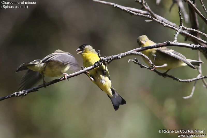 Lesser Goldfinch