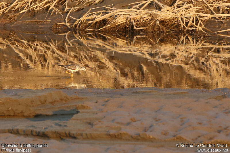 Lesser Yellowlegs