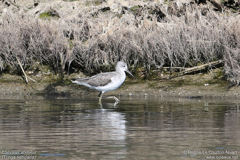 Common Greenshank