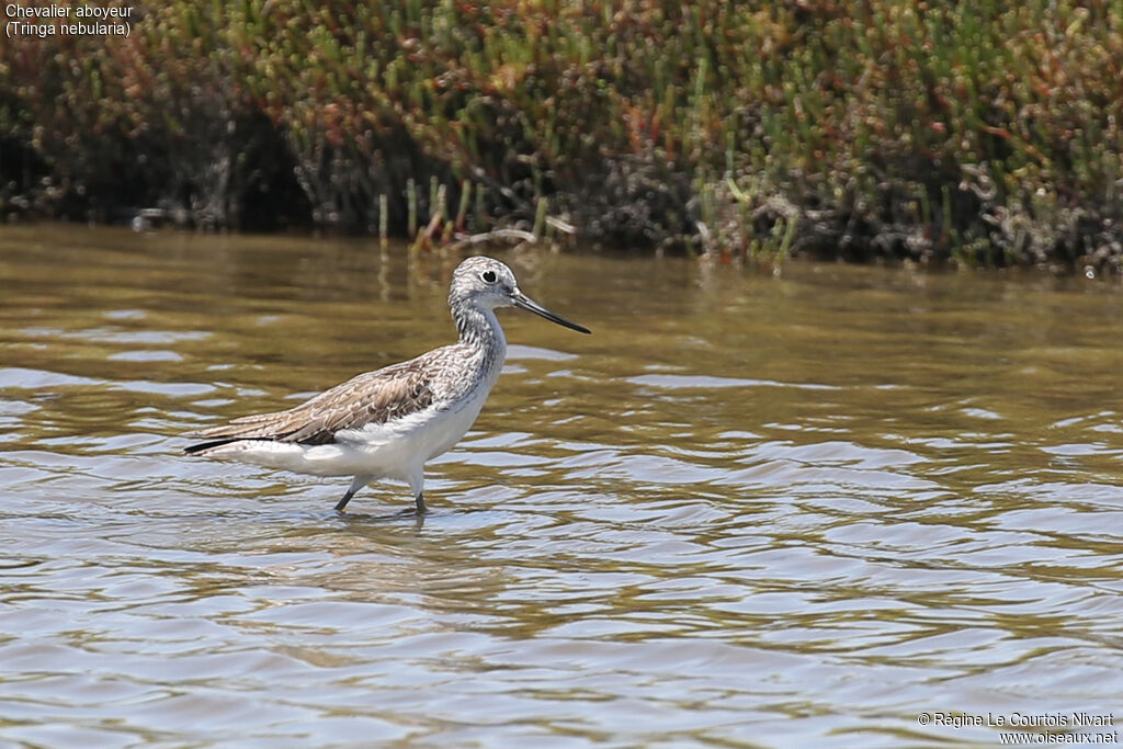 Common Greenshank