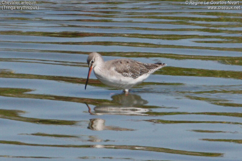 Spotted Redshank