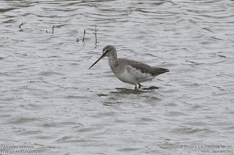 Spotted Redshank