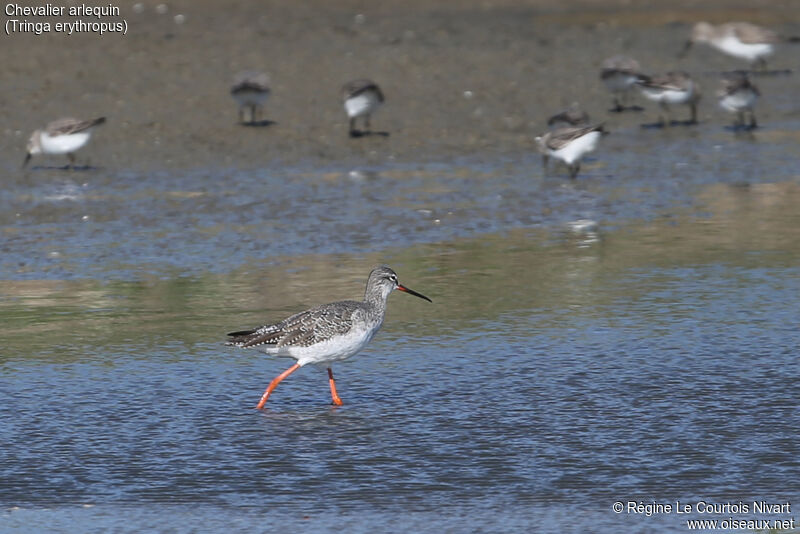 Spotted Redshank