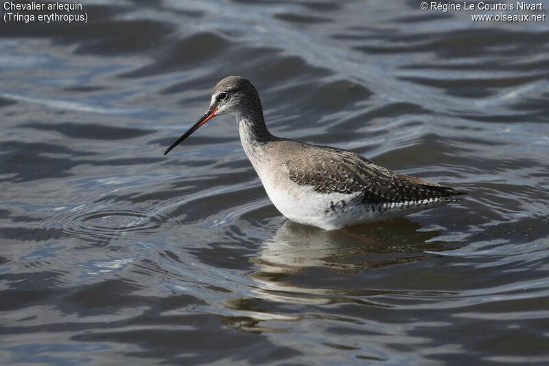 Spotted Redshank