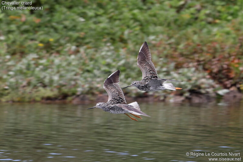 Greater Yellowlegs