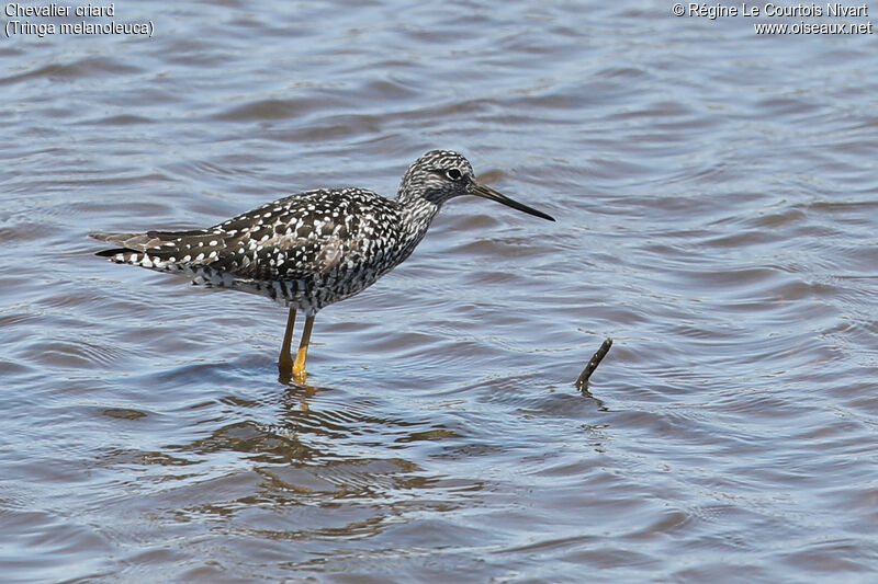 Greater Yellowlegs