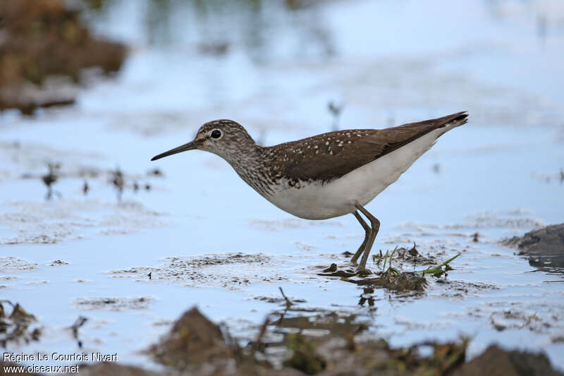 Green Sandpiperadult, identification