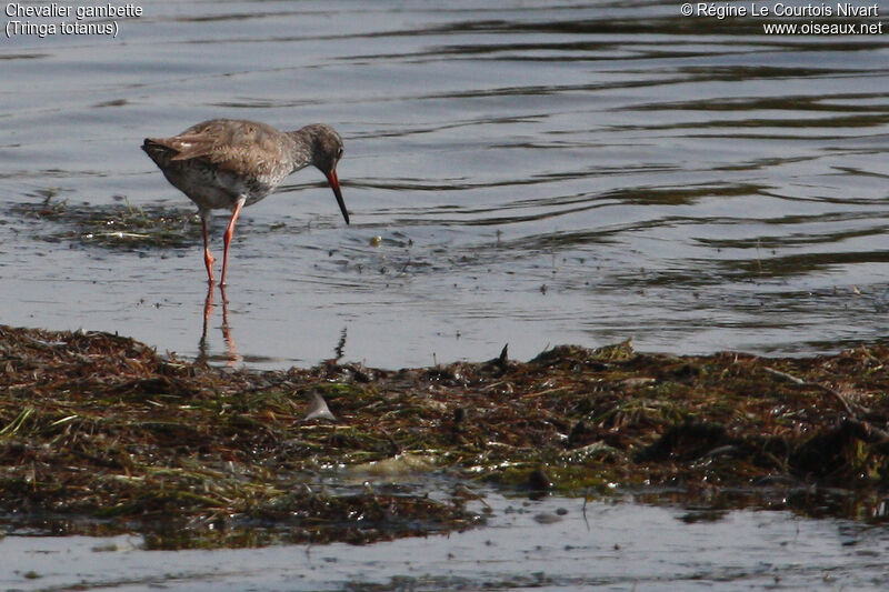 Common Redshank