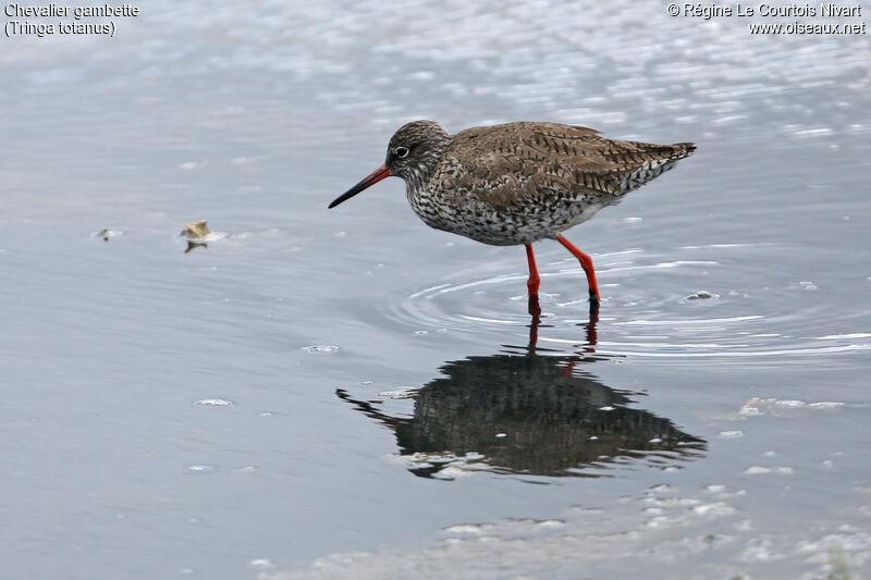 Common Redshank