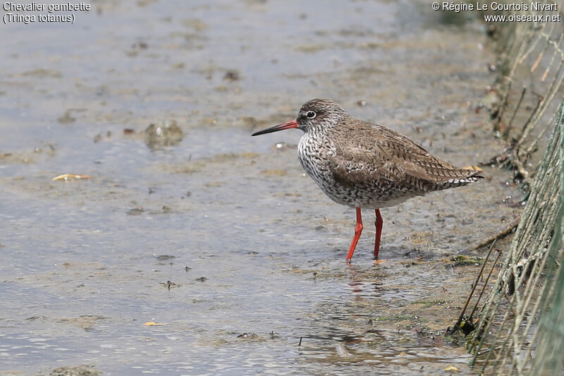 Common Redshank