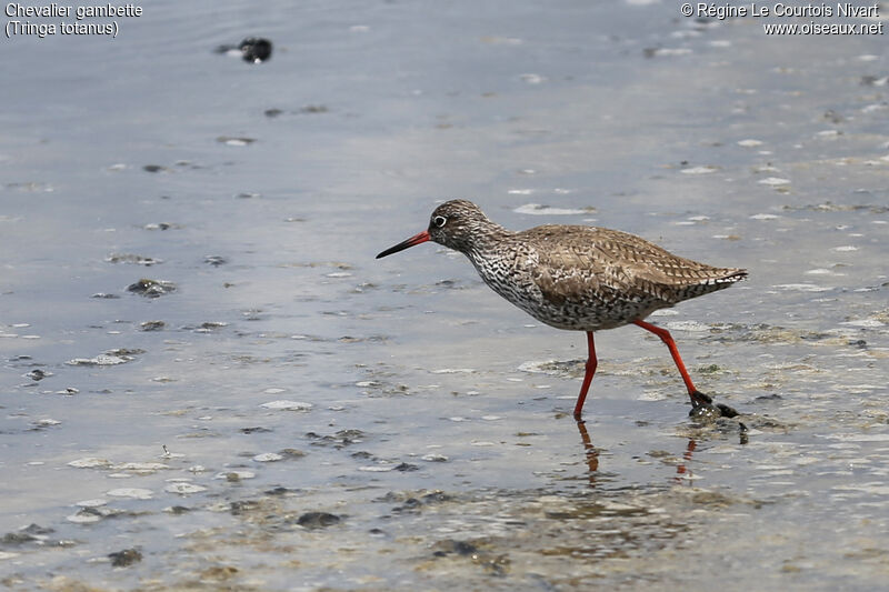 Common Redshank