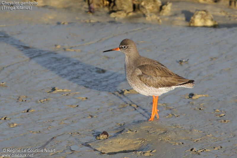 Common Redshank