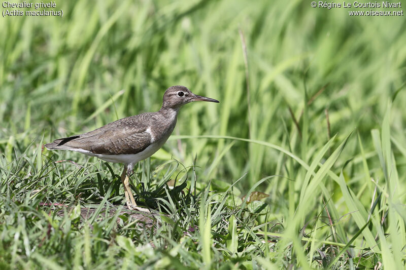 Spotted Sandpiper