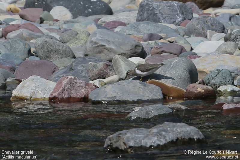 Spotted Sandpiper