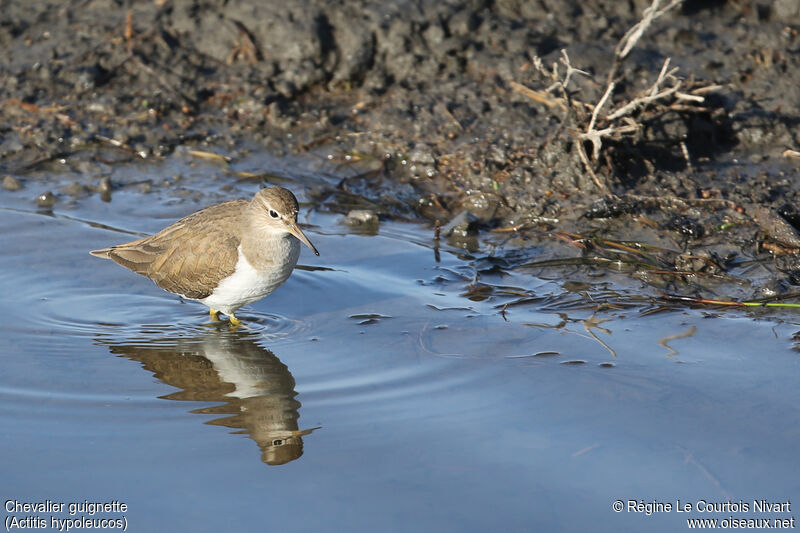 Common Sandpiper