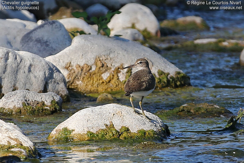 Common Sandpiper