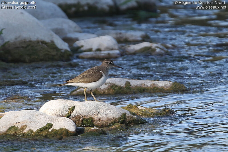 Common Sandpiper