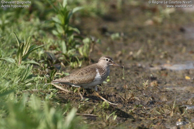 Common Sandpiper