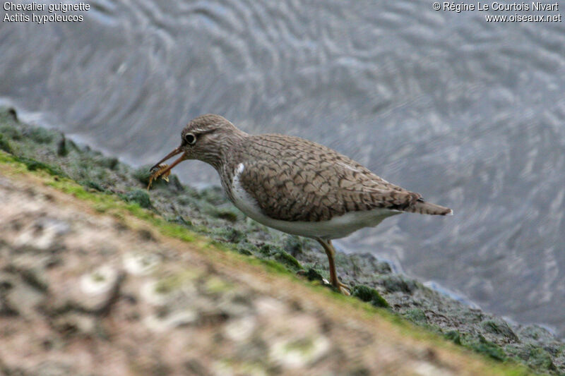 Common Sandpiper, feeding habits