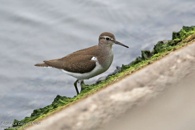 Common Sandpiperadult, identification