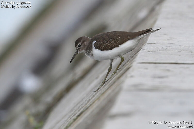 Common Sandpiper