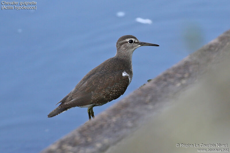 Common Sandpiper