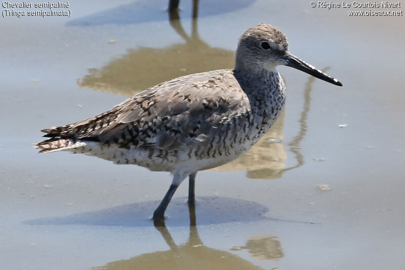 Willet